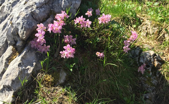 Fels mit Alpenblumen