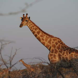 Reise nach Namibia und Botswana